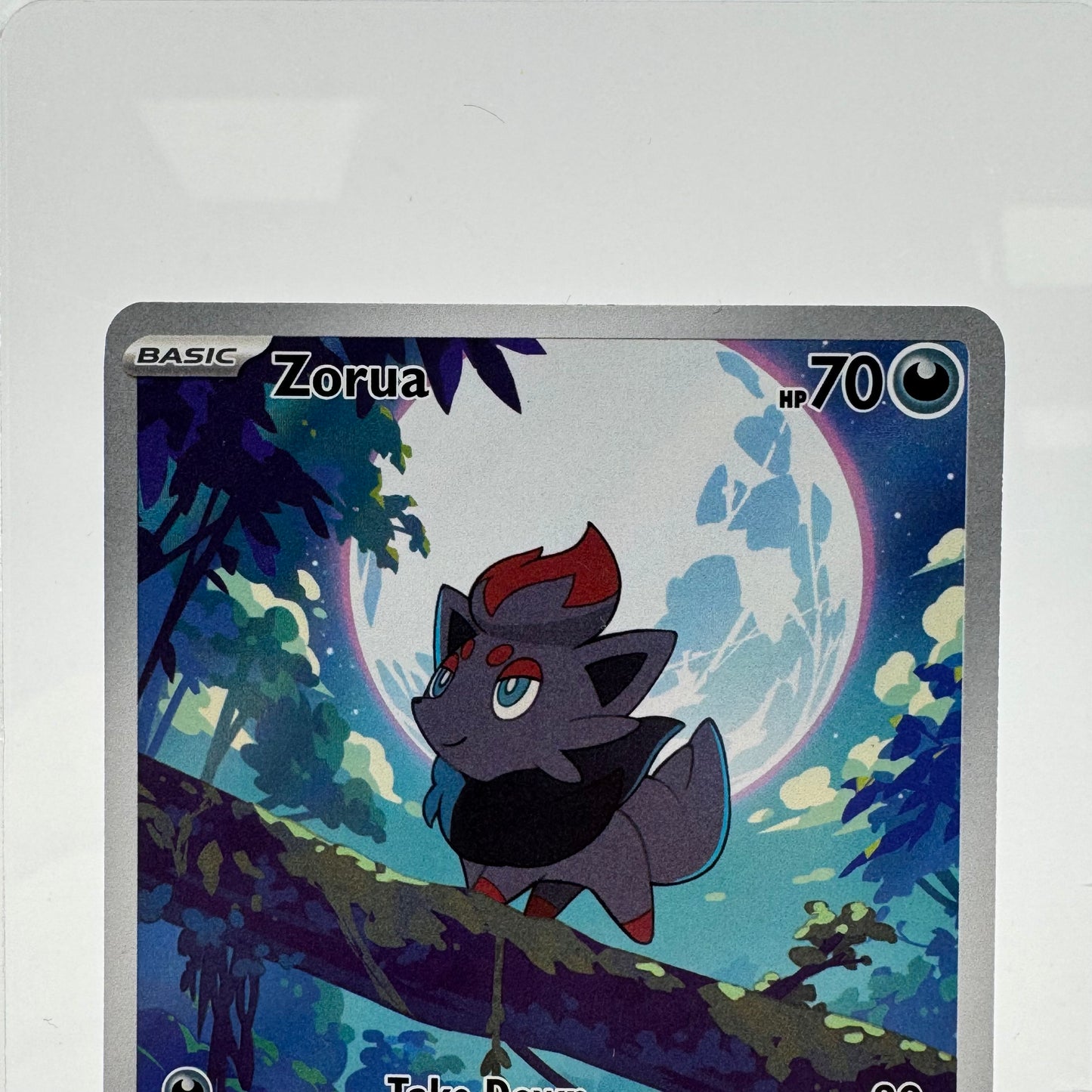 Pokémon TCG White Flare Zorua #142 Holo English LP